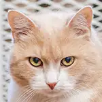 Андрей Кузнецов